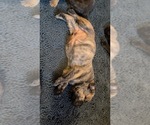 Small #1 Boerboel