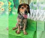 Small #4 Beagle