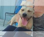 Small #15 American Pit Bull Terrier