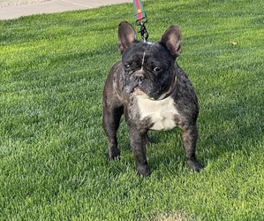 French Bulldog Puppy for sale in PHOENIX, AZ, USA