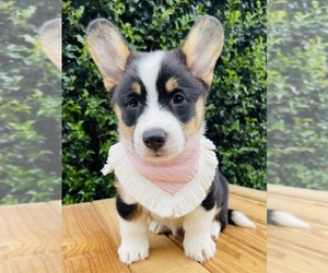 Pembroke Welsh Corgi Puppy for sale in HONEY BROOK, PA, USA