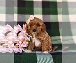 Small #1 Cavapoo