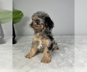 Cockapoo Puppy for sale in FRANKLIN, IN, USA