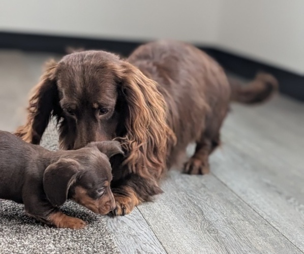 Medium Photo #27 Dachshund Puppy For Sale in GOSHEN, IN, USA
