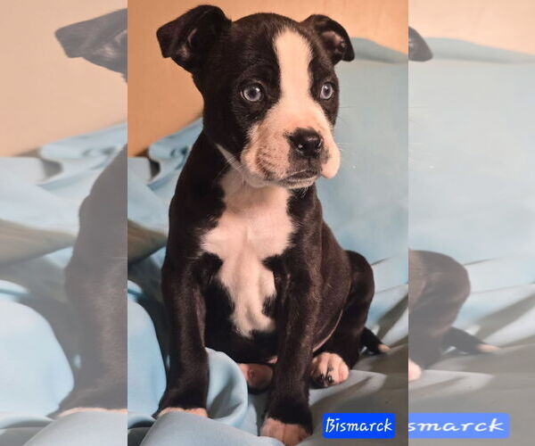 Medium Photo #3 Boston Terrier-Unknown Mix Puppy For Sale in Alexander, AR, USA