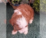 Small #4 Cavapoo