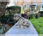 Small Photo #150 French Bulldog Puppy For Sale in HAYWARD, CA, USA