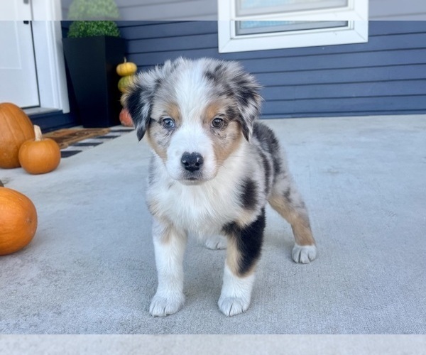 Medium Photo #7 Australian Shepherd Puppy For Sale in LODA, IL, USA