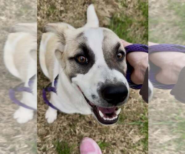 Medium Photo #2 Great Pyrenees-Unknown Mix Puppy For Sale in Rowlett, TX, USA