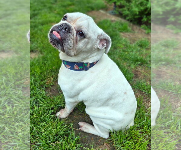 Medium Photo #4 Bulldog Puppy For Sale in Westminster, MA, USA