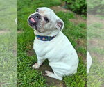 Small #3 Bulldog