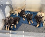 Puppy Shepskys 3FM German Shepherd Dog-Siberian Husky Mix