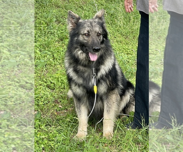 Medium Photo #1 German Shepherd Dog Puppy For Sale in WACO, TX, USA
