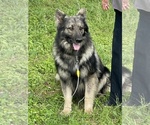Small Photo #1 German Shepherd Dog Puppy For Sale in WACO, TX, USA