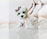 Cute maltese - Female Maltese Puppy for Sale - Photo #18