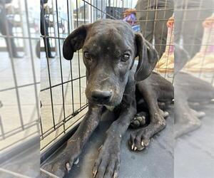 Labrador Retriever Dogs for adoption in San Antonio, TX, USA