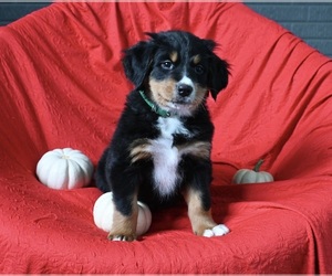 Bernese Mountain Dog Puppy for sale in SUGARCREEK, OH, USA