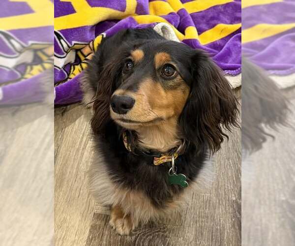 Medium Photo #1 Dachshund Puppy For Sale in Sioux Falls, SD, USA