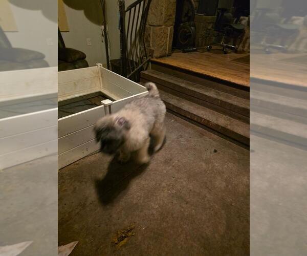 Medium Photo #3 Bouvier Des Flandres Puppy For Sale in MASSILLON, OH, USA