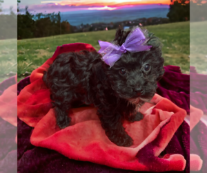 Poovanese Puppy for sale in DUNDEE, OH, USA