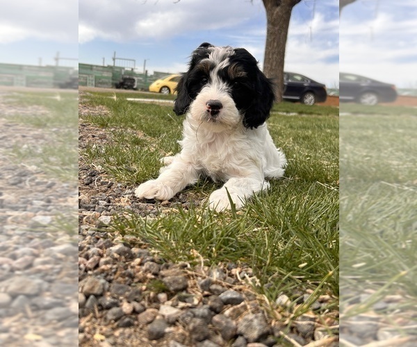 Medium Photo #5 Miniature Bernedoodle Puppy For Sale in LONGMONT, CO, USA