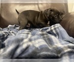 Small Photo #92 American Bully Puppy For Sale in REESEVILLE, WI, USA