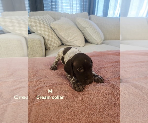 Medium Photo #4 German Shorthaired Pointer Puppy For Sale in COLUMBIA, KY, USA