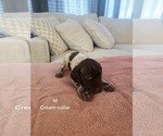 Small #3 German Shorthaired Pointer
