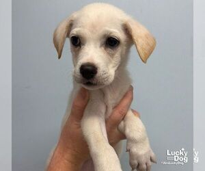 Zuri - Female Carolina Dog-Unknown Mix Dog for Adoption - Photo #2