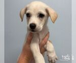 Small Photo #2 Carolina Dog-Unknown Mix Puppy For Sale in Washington, DC, USA