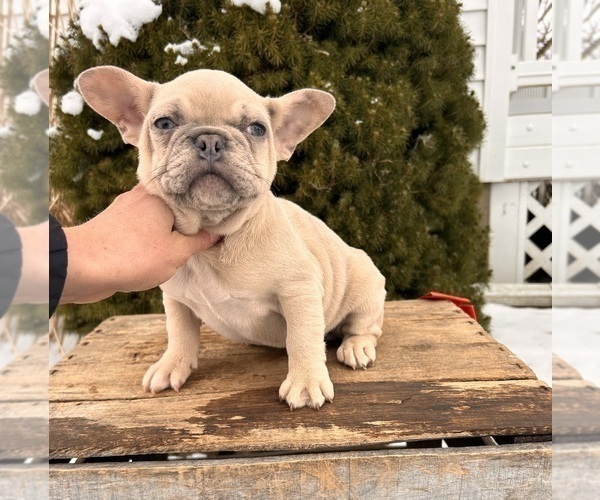 Medium Photo #4 French Bulldog Puppy For Sale in MIDDLEBURY, IN, USA