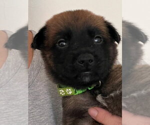 Mutt Dogs for adoption in Lake Forest, CA, USA