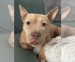 Small #1 Mutt