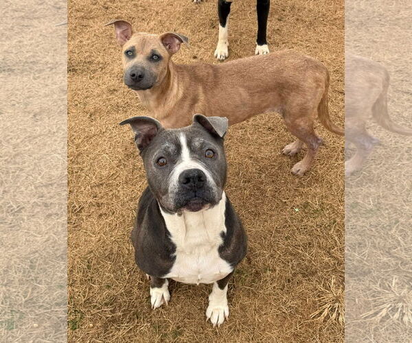 Medium Photo #2 American Pit Bull Terrier Puppy For Sale in Stratham, NH, USA