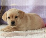 Small Photo #24 Labrador Retriever Puppy For Sale in SYRACUSE, IN, USA