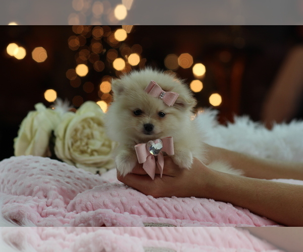 Medium Photo #5 Pomeranian Puppy For Sale in TAMPA, FL, USA