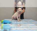 Small Photo #37 Dogo Argentino Puppy For Sale in BROOMALL, PA, USA