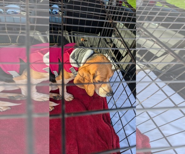 Medium Photo #2 Beagle Puppy For Sale in Tampa, FL, USA