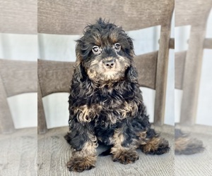 Cavapoo (Miniature) Puppy for sale in DUNDEE, OH, USA