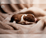 Puppy Graham Cracker Border Collie