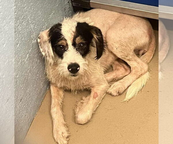 Medium Photo #1 Mutt Puppy For Sale in Bristol, CT, USA