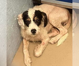 Mutt Dogs for adoption in Bristol, CT, USA