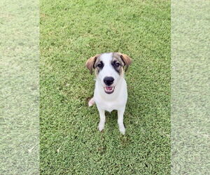 Medium Great Pyrenees Mix