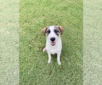 Small Great Pyrenees Mix