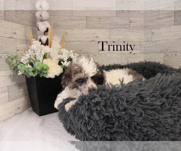 Medium Photo #13 Poodle (Miniature) Puppy For Sale in CHANUTE, KS, USA