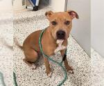 Small American Pit Bull Terrier