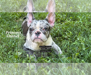 Medium French Bulldog