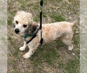 Mutt Dogs for adoption in Canton, CT, USA