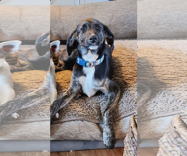 Medium Photo #2 Mutt Puppy For Sale in Farmington, MN, USA