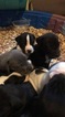Small Photo #2 Great Dane-Unknown Mix Puppy For Sale in FONTANA, CA, USA